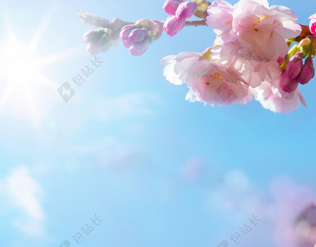 春季樱花挂枝头H5背景素材