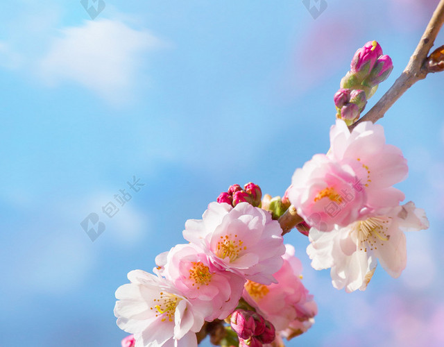 春季樱花挂枝头H5背景素材