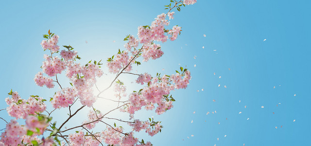 小清新樱花春天蓝色BANNER