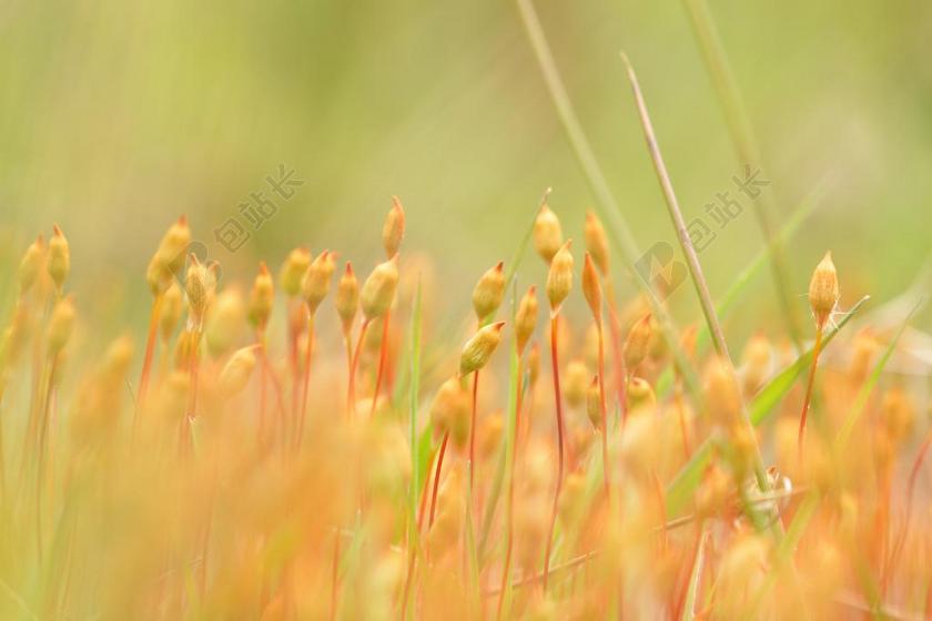 苔花 花 苔 关闭 性质 开花