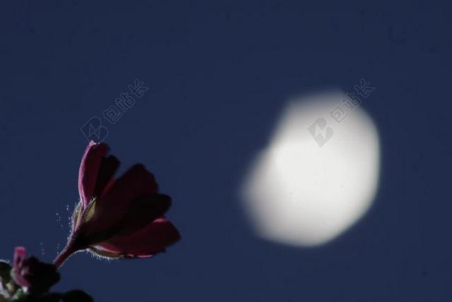 蓝色花朵清爽素材晴朗背景图片