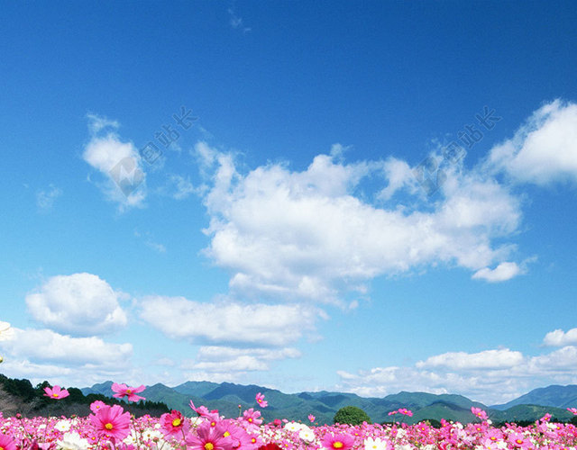 漫花遍野