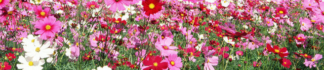 漫花遍野