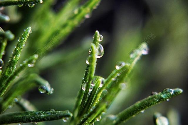 唯美植物上的雨滴背景图片