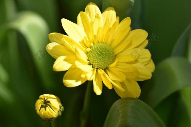 树的雏菊 花 厂 鲜花 黄色 花园 春天 关闭