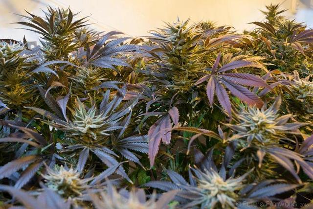 医学医疗大麻杂草草药背景图片