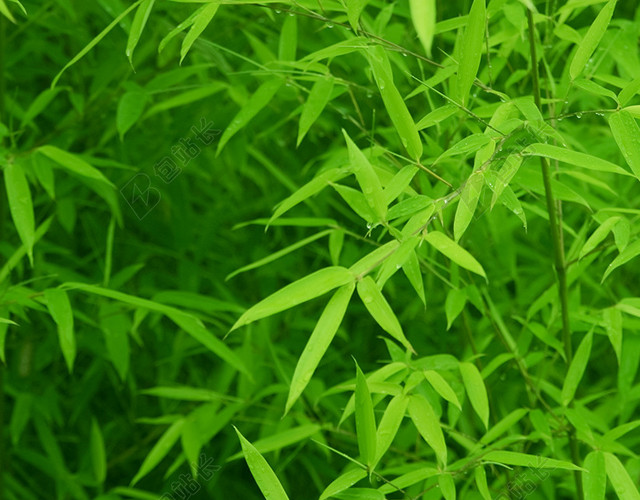 绿色竹叶水珠背景