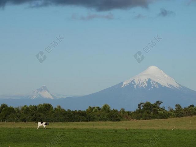 奥索尔诺火山 牛 字段 大草原 景观 托罗 动物 牧场