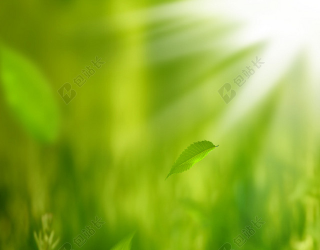 绿色茶叶树墩