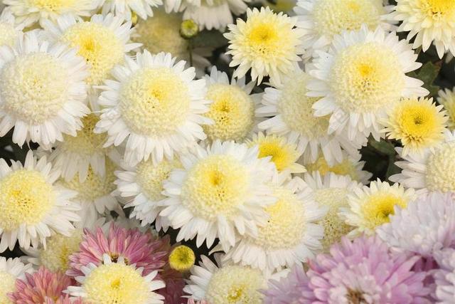 菊花 花 自然 白