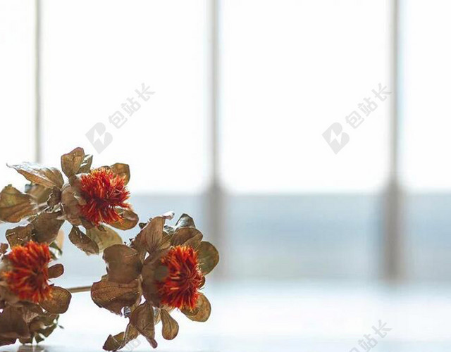 简约干花室内背景图