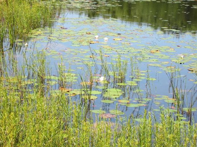 睡莲 芦苇 池 坏地 水