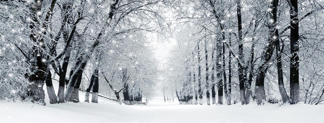 雪中树林海报BANNER背景
