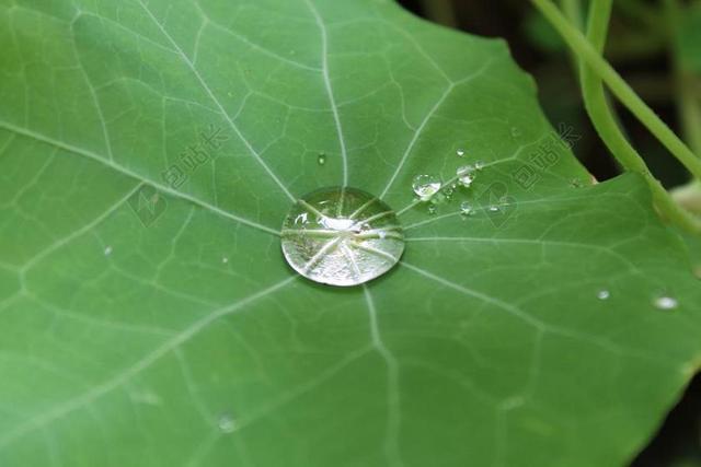 唯美树叶上的雨滴背景图片