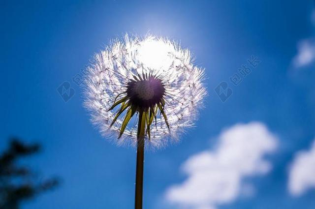 自然太阳下白色的蒲公英背景图片
