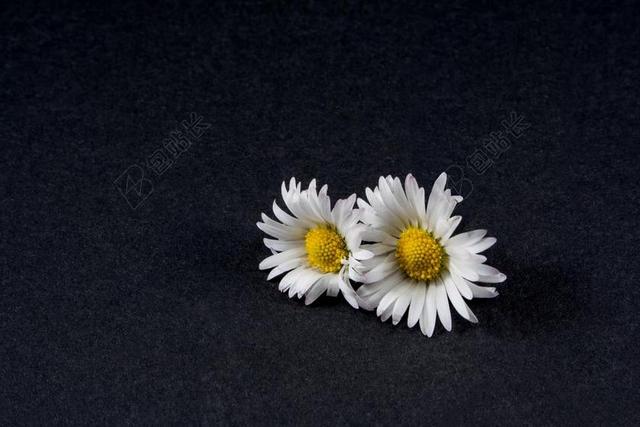 雏菊 花 关闭 静物 开花 黄色 野花 小花朵 白