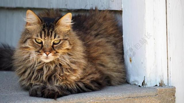 清新趴在地上的猫背景图片