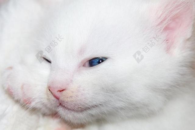 唯美白色毛绒绒小猫背景图片