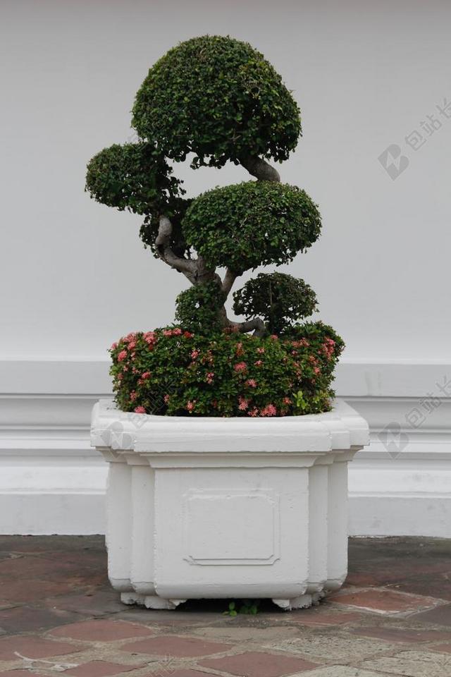 盆景 树  绿色 叶子 成长 盆栽的植物