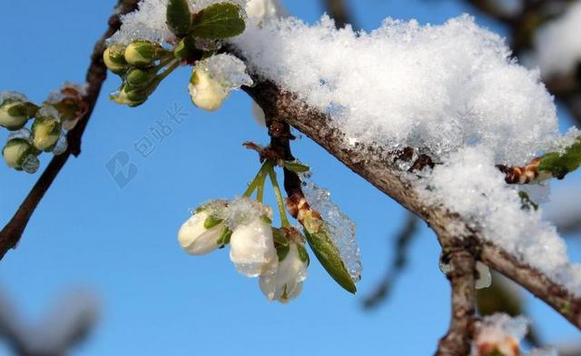 李子树 樱桃斯蒂卡 梅花 梅花芽枝 雪 弗罗斯特 冷 春天