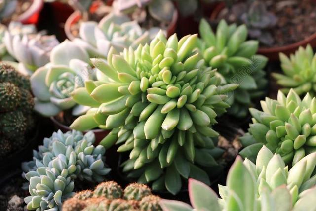 绿色植物盆栽花园装饰品背景图片