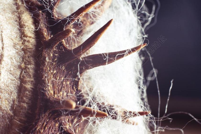 板栗 带动 纤维 指出 棉花 闪光 光 超现实主义 宏摄影