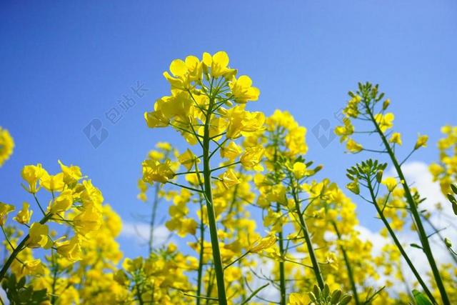 强奸的花朵 花序 油菜 黄色 鲜花 植物 性质 景观 夏天