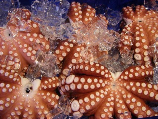 八达通 冻结 食品 海鲜 原 鱿鱼 触手 海洋  咸水
