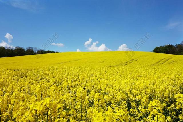 油菜开花 油菜籽场 油菜 景观 黄色 开花 厂 性质 夏季