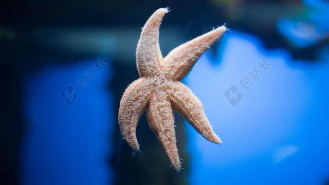 海星 莫斯科 水族馆 VNDH 俄罗斯 鱼 水 蓝色