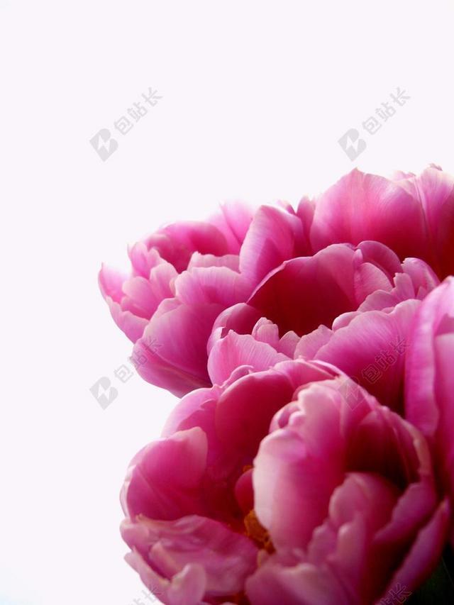 花朵鲜花盛开园林艺术背景图片