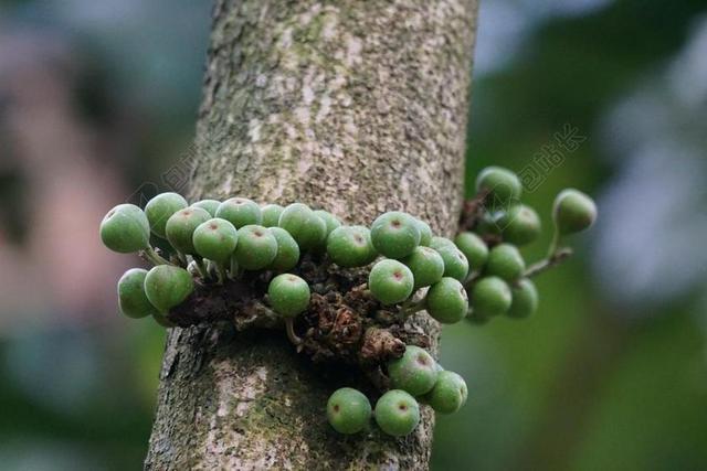 橡胶树 林登绿叶 无花果 雨林 榕 TILIIOLIA 厂