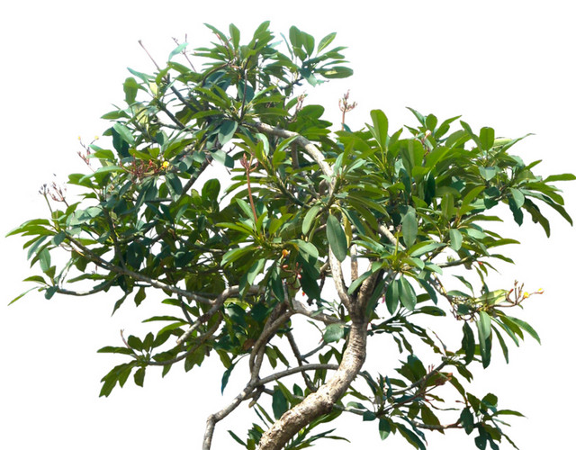 绿色植物素材