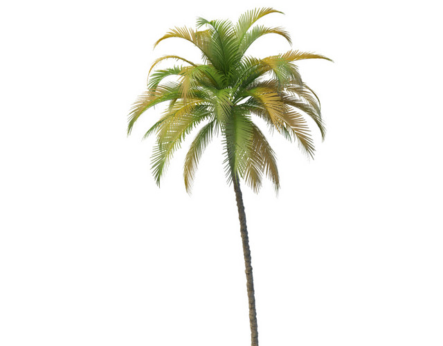 热带植物素材