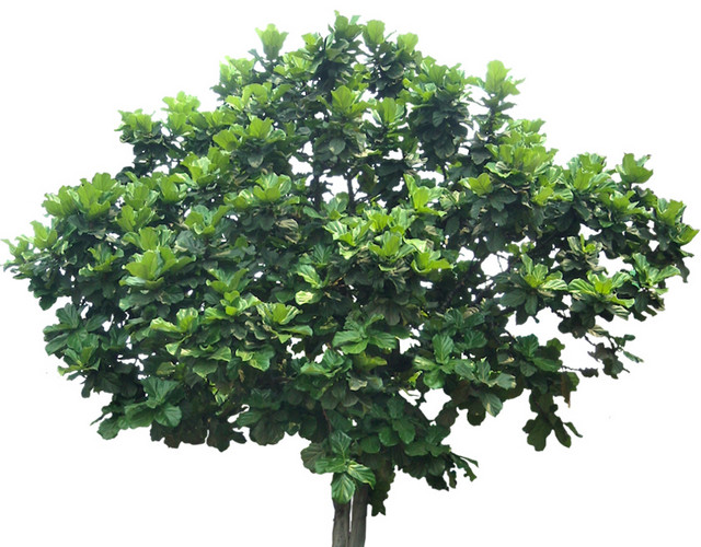绿树植物素材