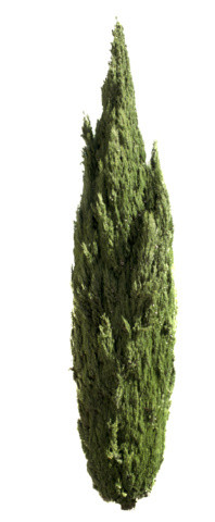热带植物素材