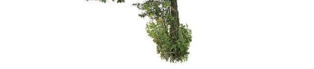 绿色植物素材