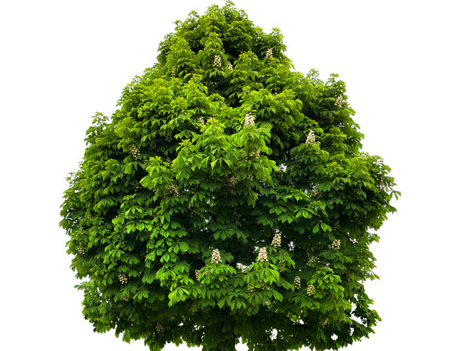 绿色植物素材