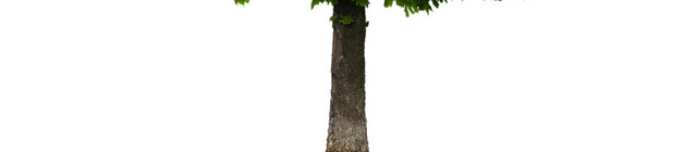 绿色植物素材
