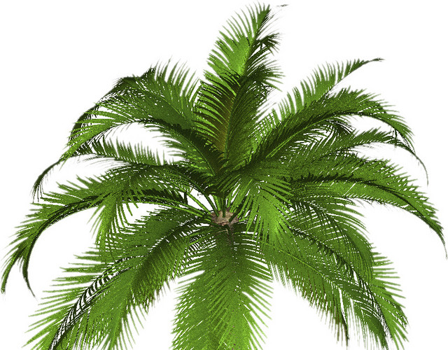 热带植物素材
