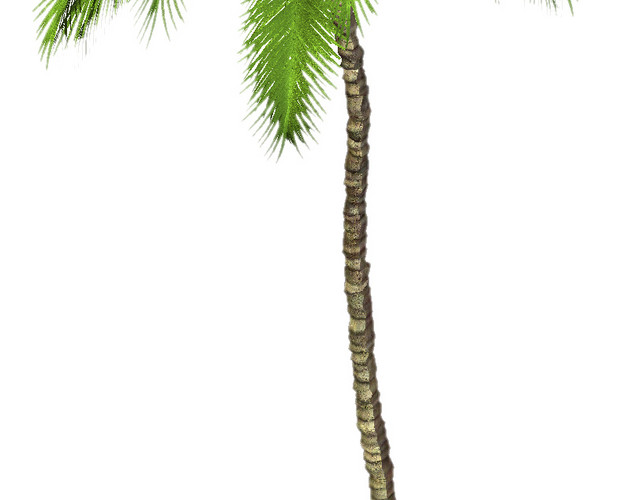 热带植物素材