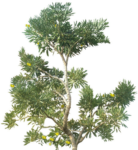 热带植物素材