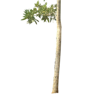 热带植物素材