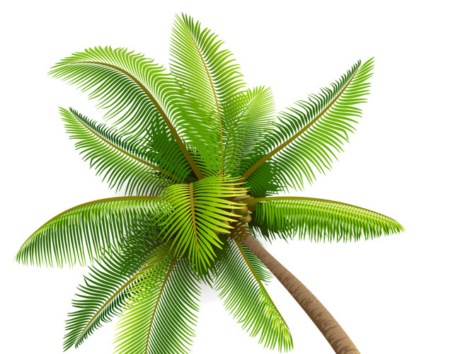 热带植物素材