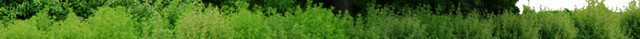 树木植物素材