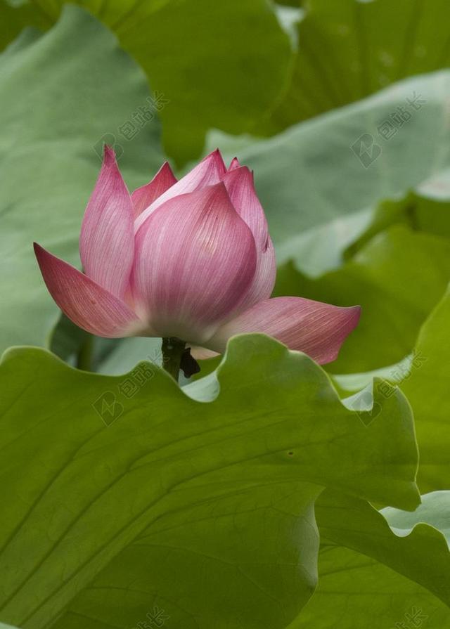 莲花绽放 关闭了 自然 开花 关闭 特写 紫色 粉红色 花