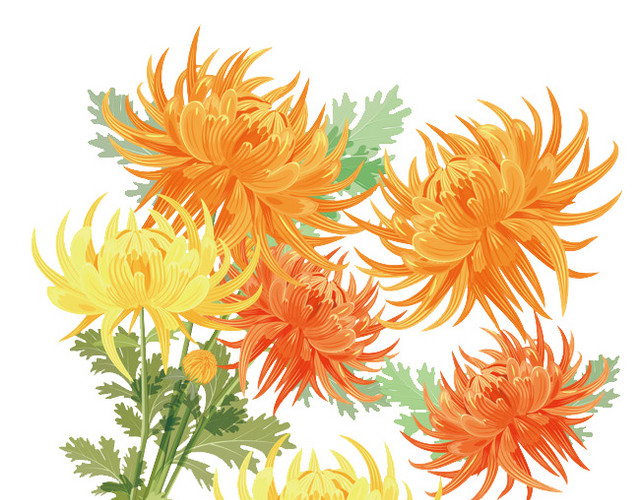 中国传统节日九九重阳节菊花束素材