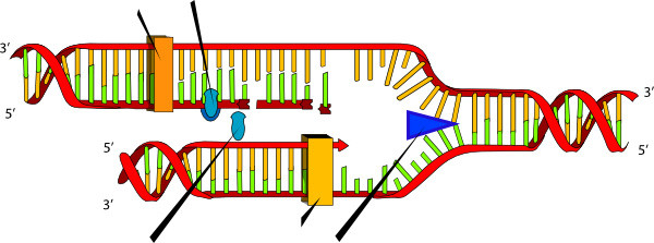 多彩色染色体螺旋分子微生物素材