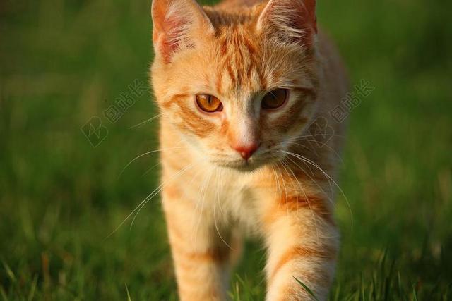 户外玩耍猫咪乖巧背景图片