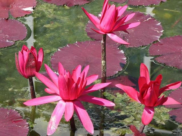 水 百合 粉红色 池 花 绿色 水生 睡莲 浮动 植物区系